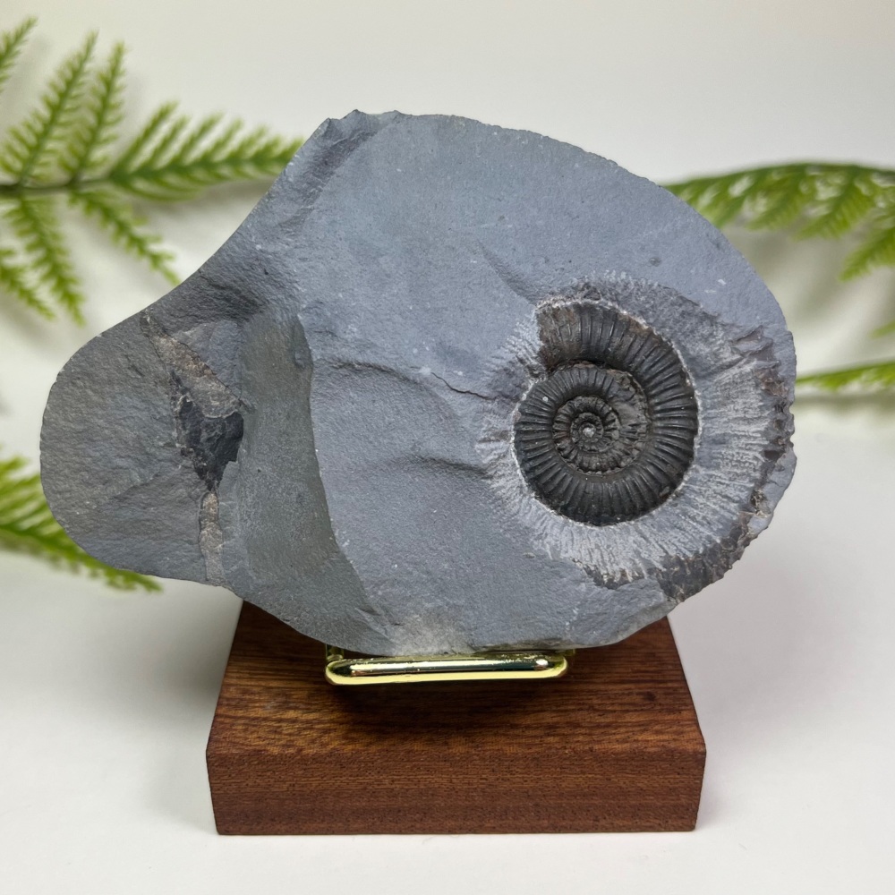 Ammonite (Zugodactylites)