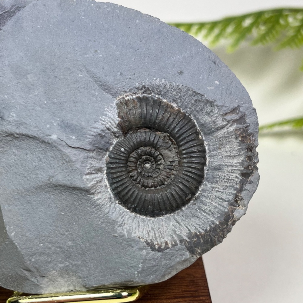 Ammonite (Zugodactylites)