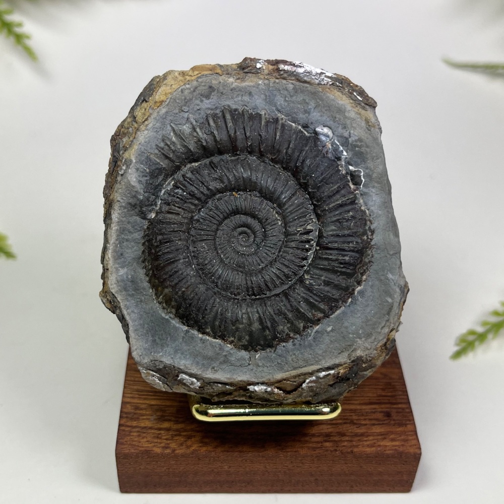 Ammonite (Dactylioceras) - Whitby, UK