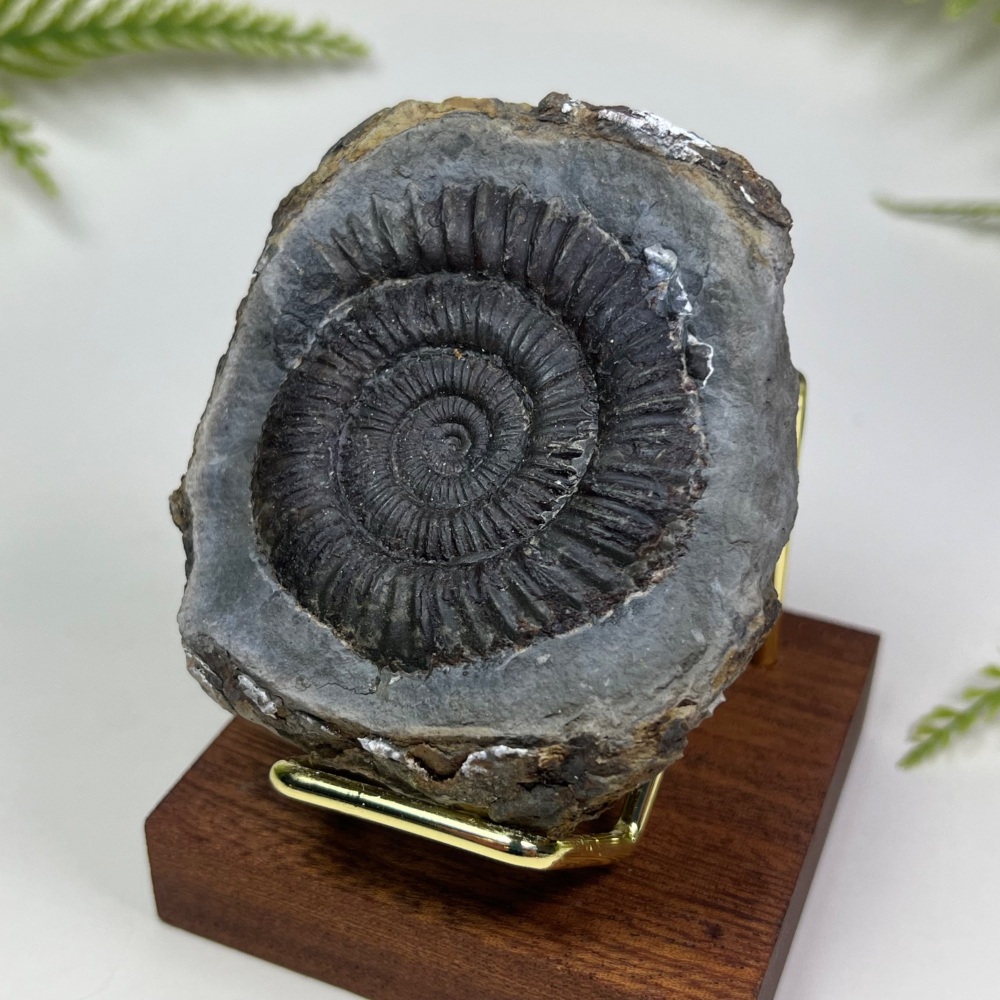 Ammonite (Dactylioceras) - Whitby, UK
