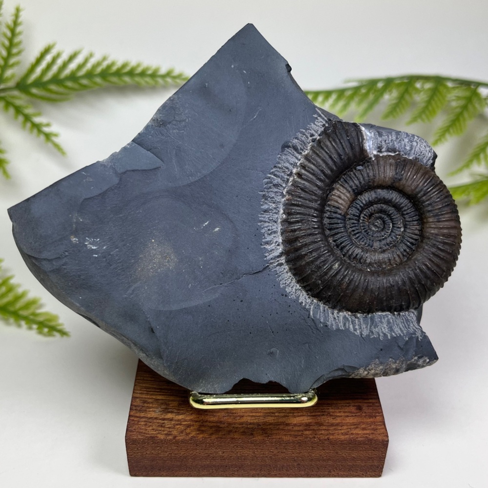 Ammonite (Dactylioceras) - Whitby, UK