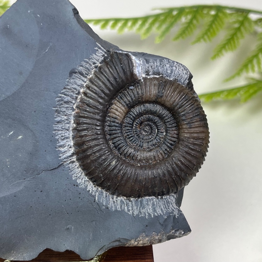Ammonite (Dactylioceras) - Whitby, UK