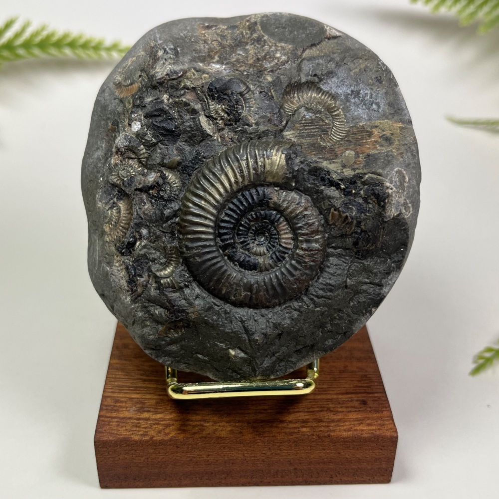 Golden Pyratised Ammonite (Dactylioceras) - Whitby, UK