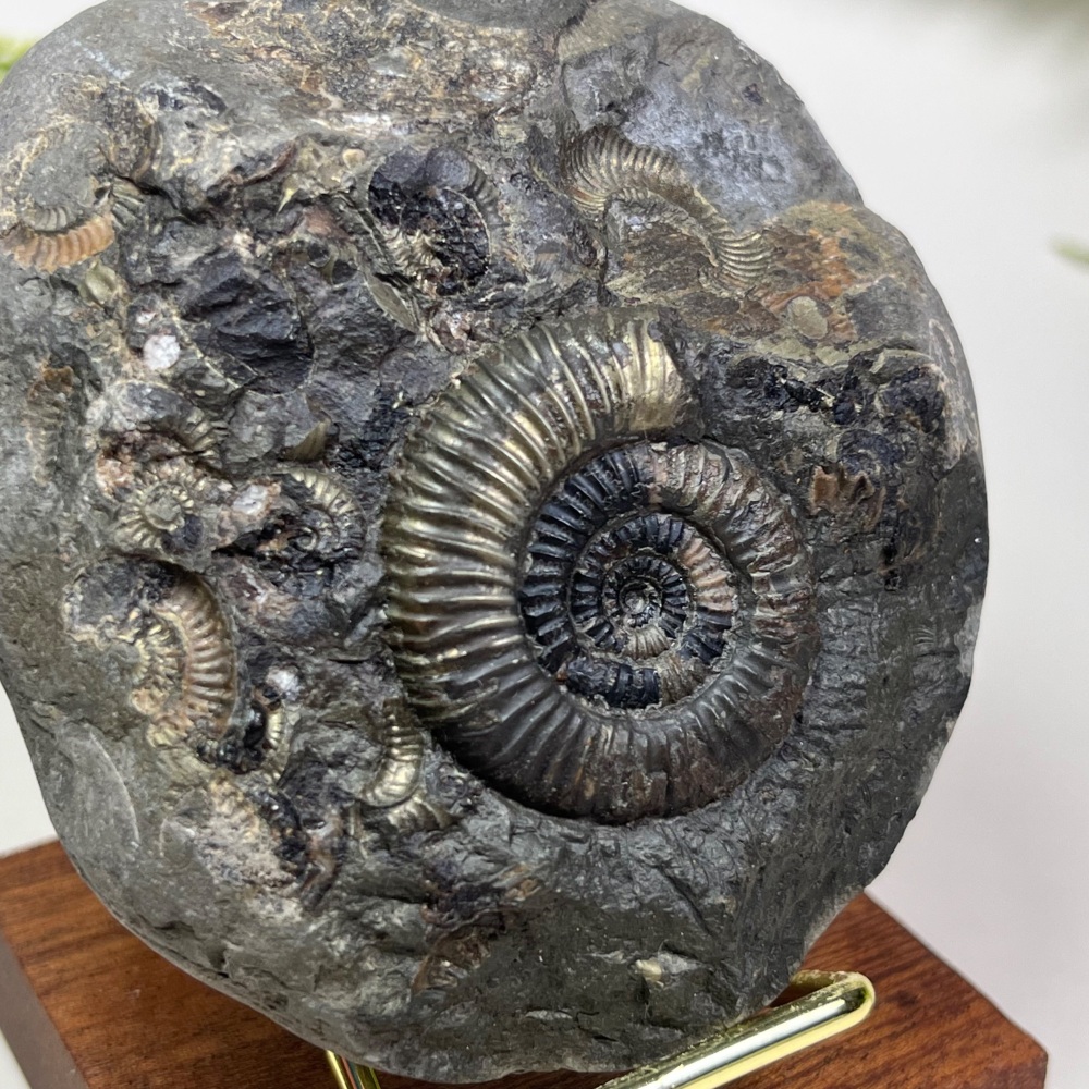 Golden Pyratised Ammonite (Dactylioceras) - Whitby, UK