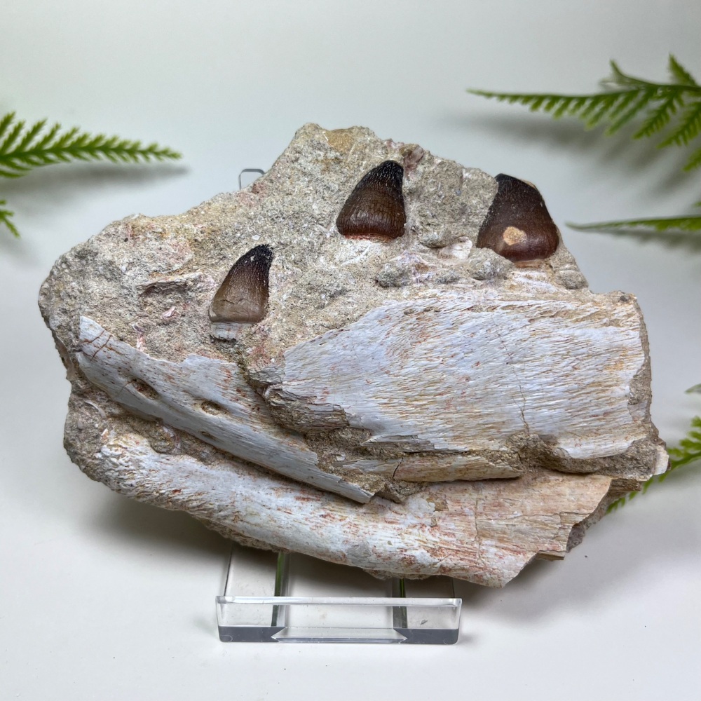 Mosasaur Jaw with Teeth