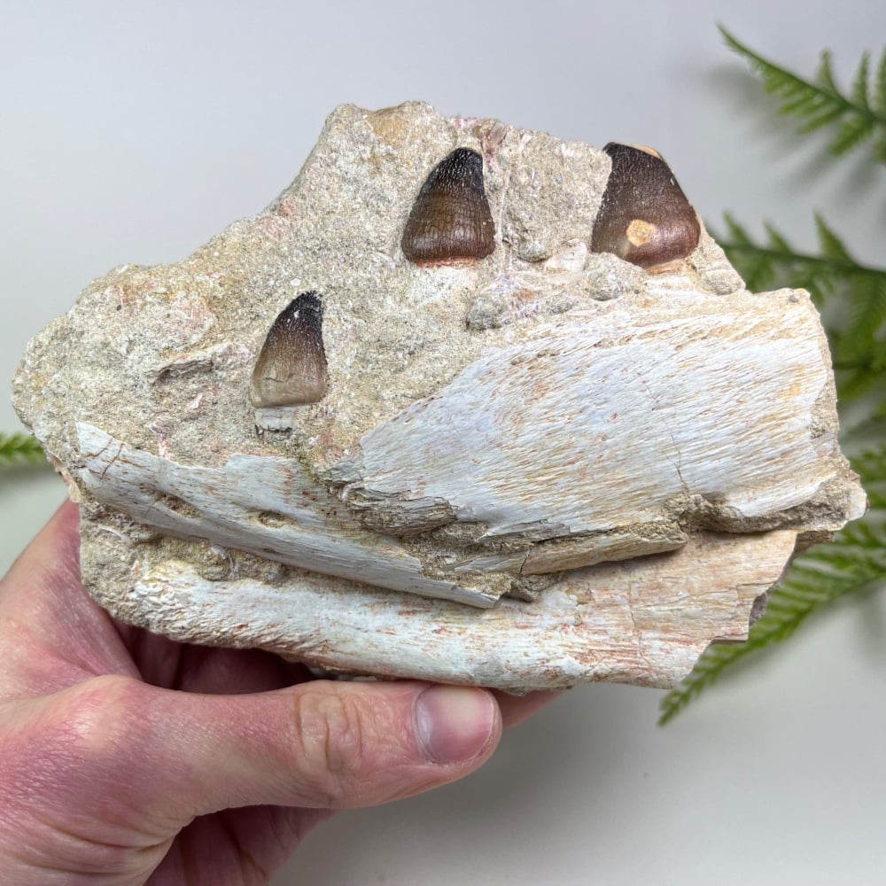 Mosasaur Jaw with Teeth