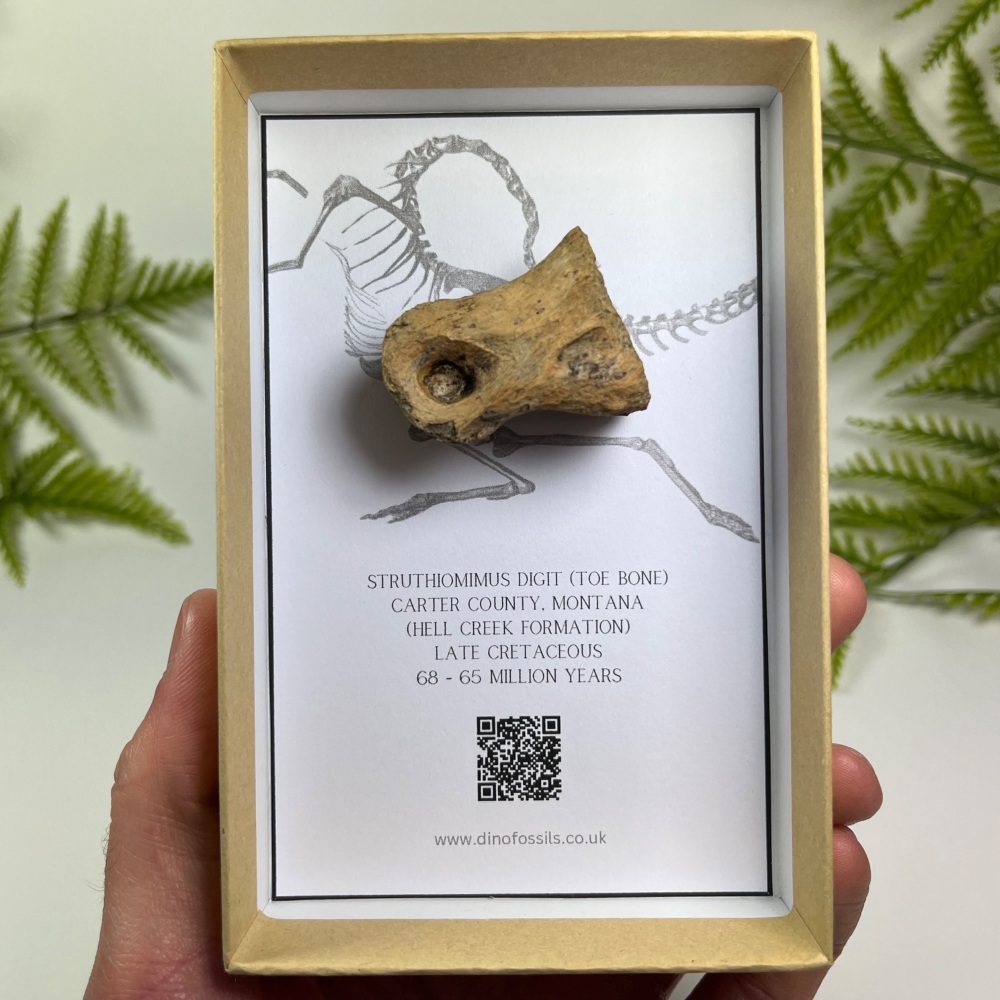 Struthiomimus Toe Bone