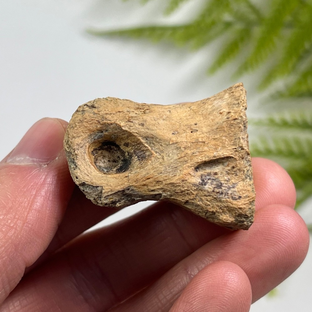 Struthiomimus Toe Bone