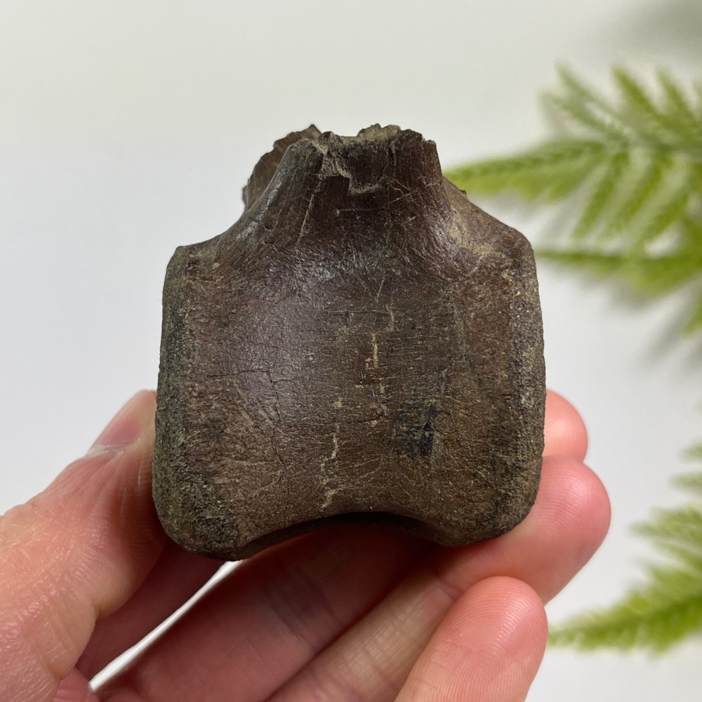 Thescelosaurus Vertebra