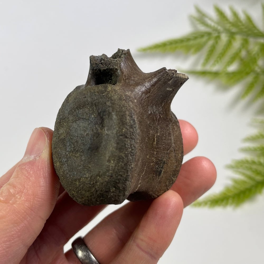 Thescelosaurus Vertebra