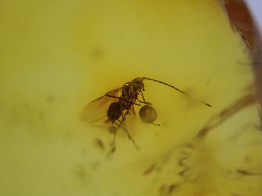 Baltic Amber with Diptera (Fly) Inclusion