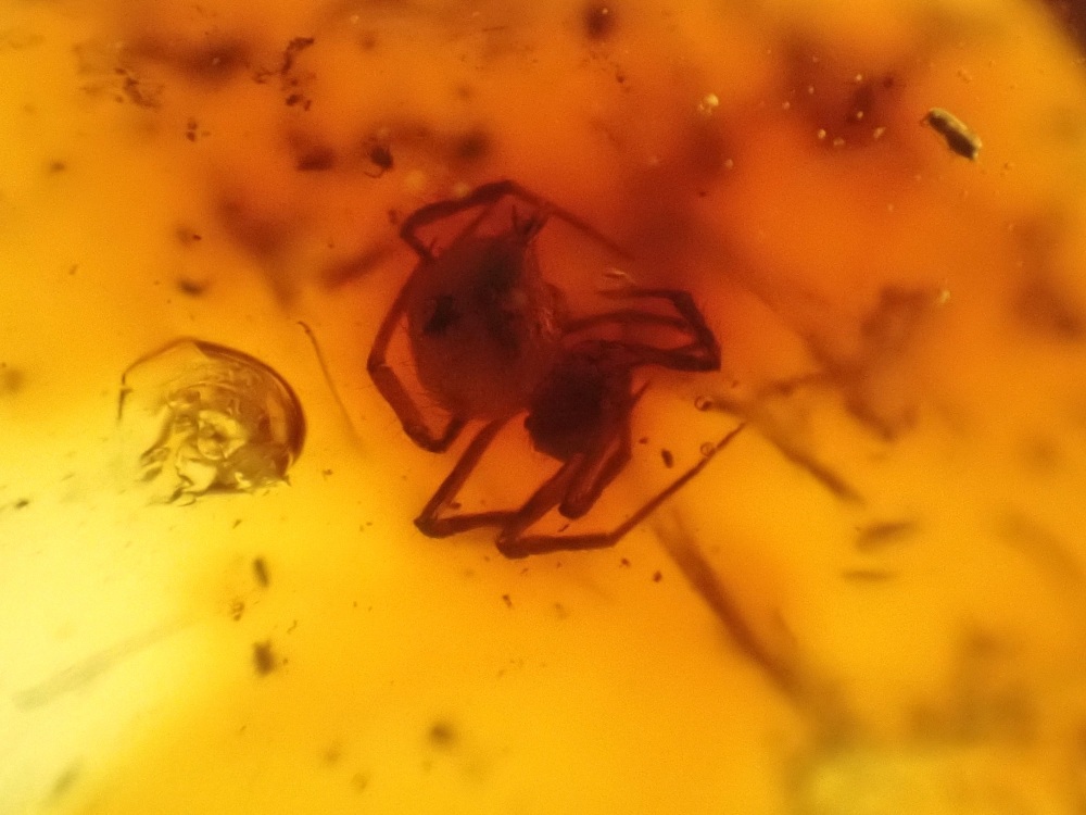 Baltic Amber with Spider Inclusion