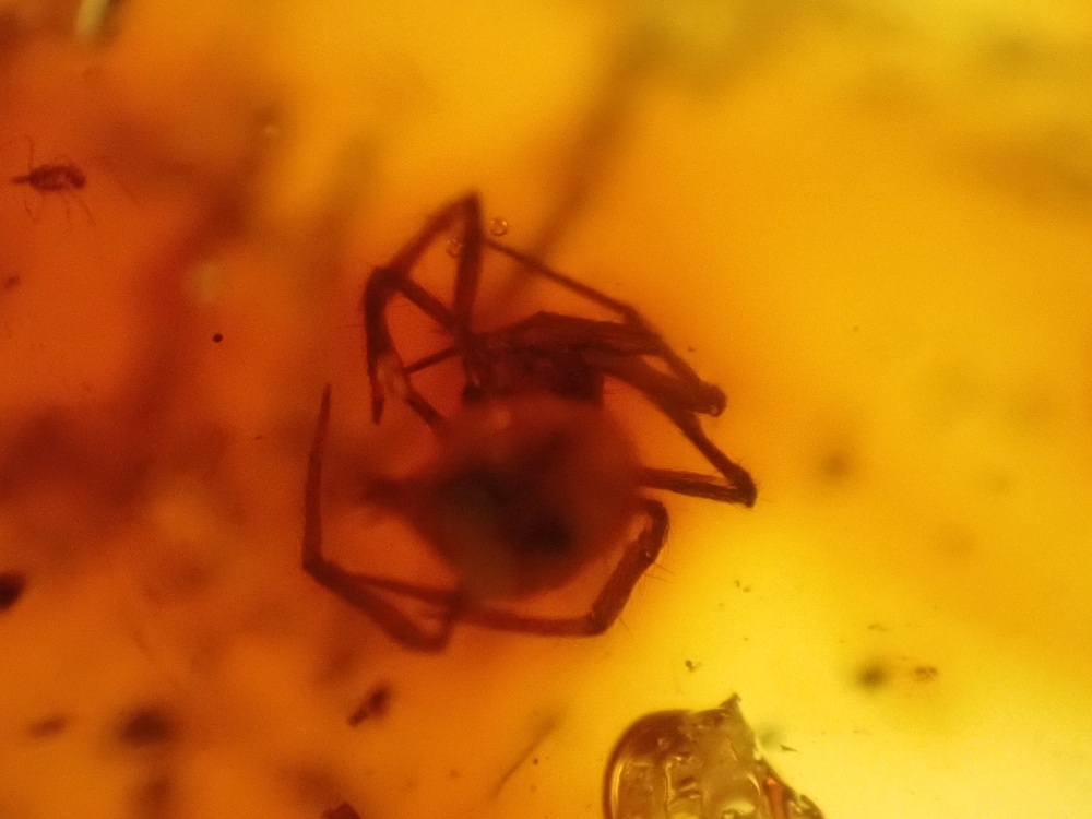 Baltic Amber with Spider Inclusion