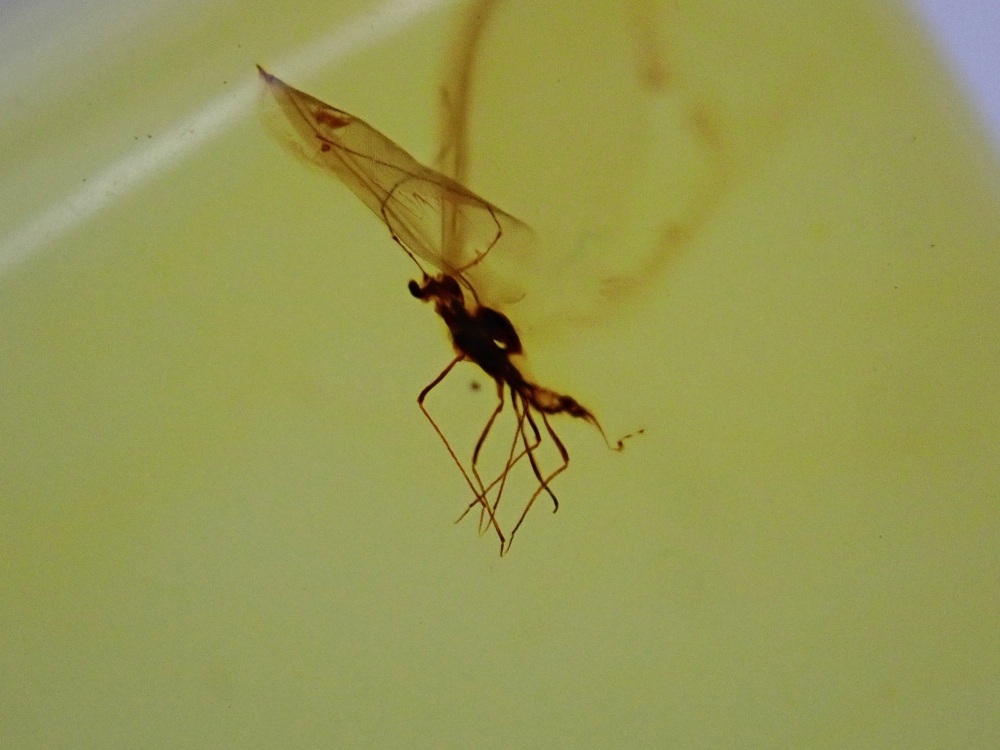 Baltic Amber with Diptera (Fly) Inclusion