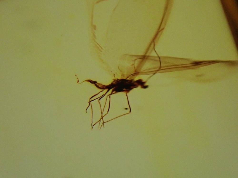 Baltic Amber with Diptera (Fly) Inclusion