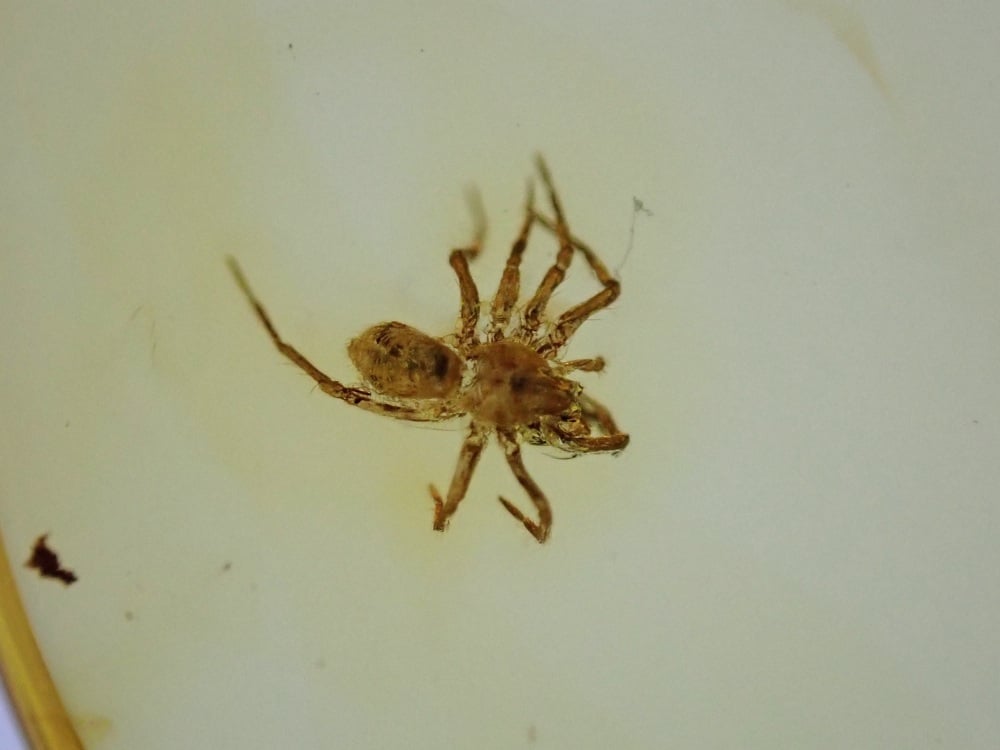 Baltic Amber with Spider Inclusion