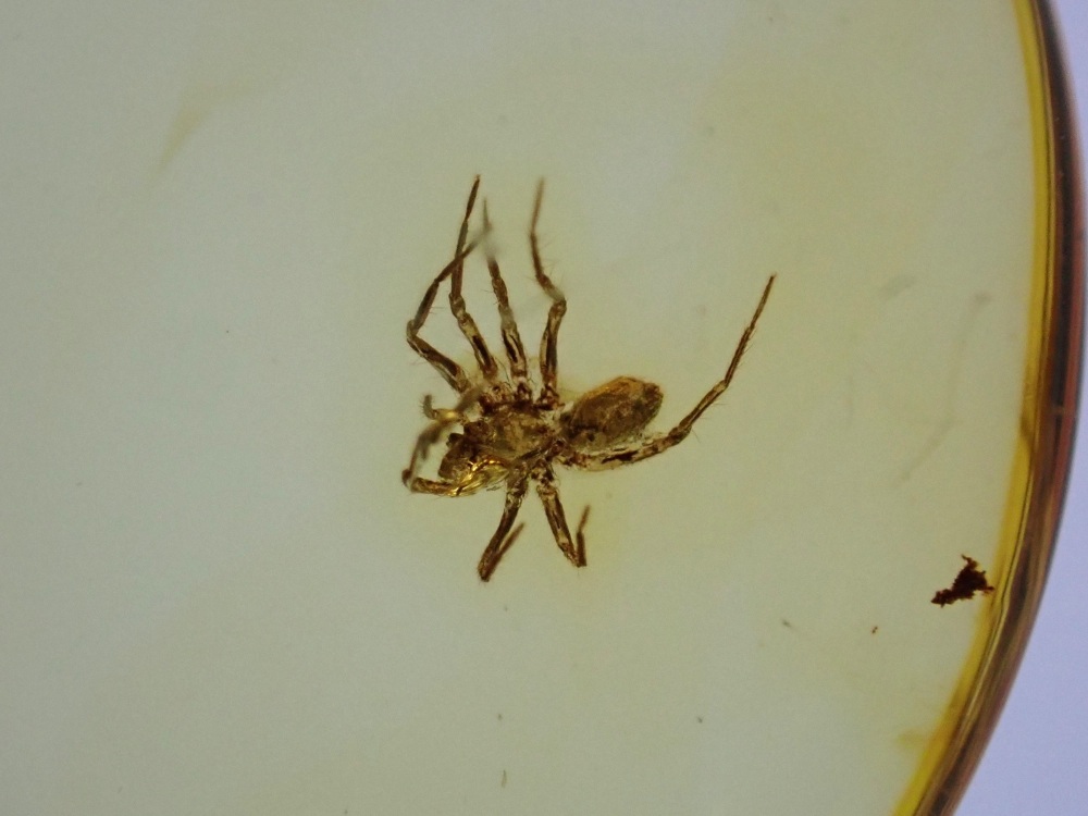 Baltic Amber with Spider Inclusion
