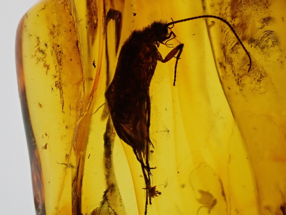 Baltic Amber with Diptera (Fly) Inclusion