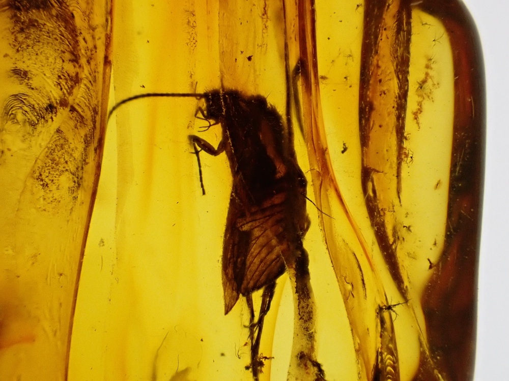 Baltic Amber with Diptera (Fly) Inclusion