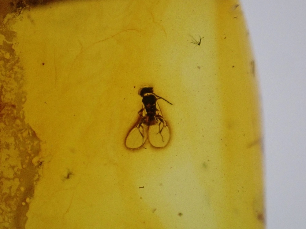 Baltic Amber with Diptera (Fly) Inclusion