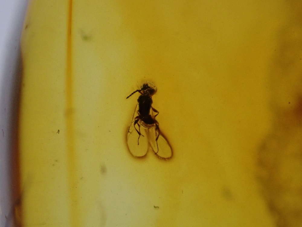 Baltic Amber with Diptera (Fly) Inclusion