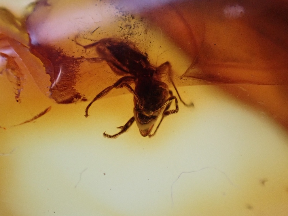 Baltic Amber with Spider & Ant Inclusion