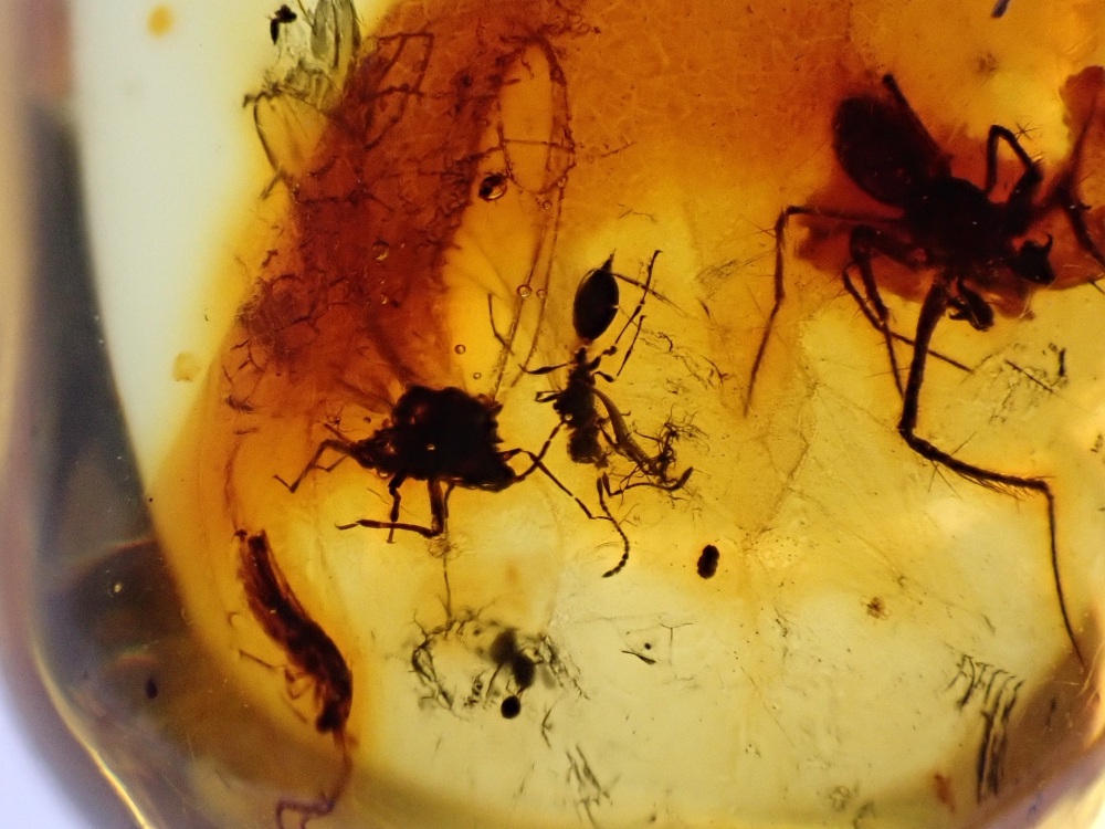 Baltic Amber with Spider, Ant & Fly Inclusion