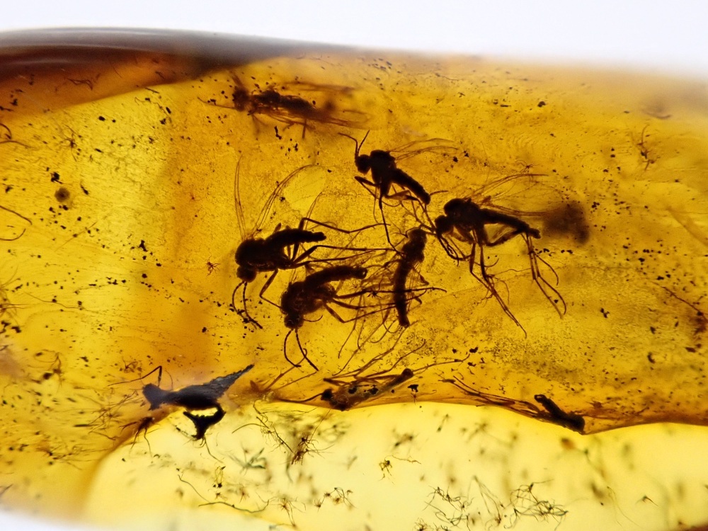 Baltic Amber with a swarm of gnat Inclusions