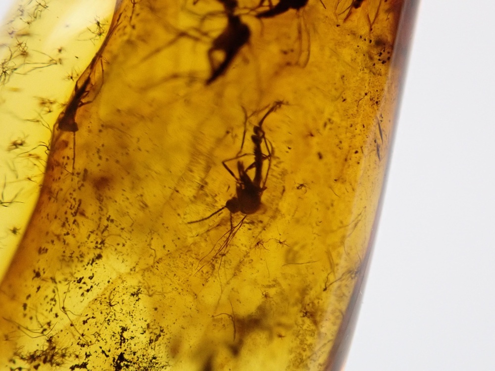 Baltic Amber with a swarm of gnat Inclusions