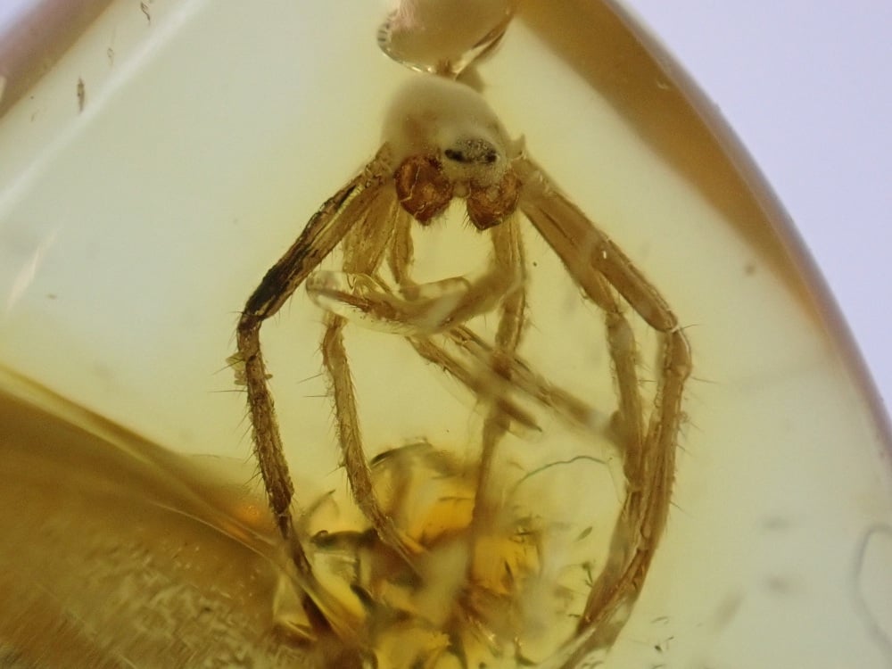 Baltic Amber with Spider Inclusion