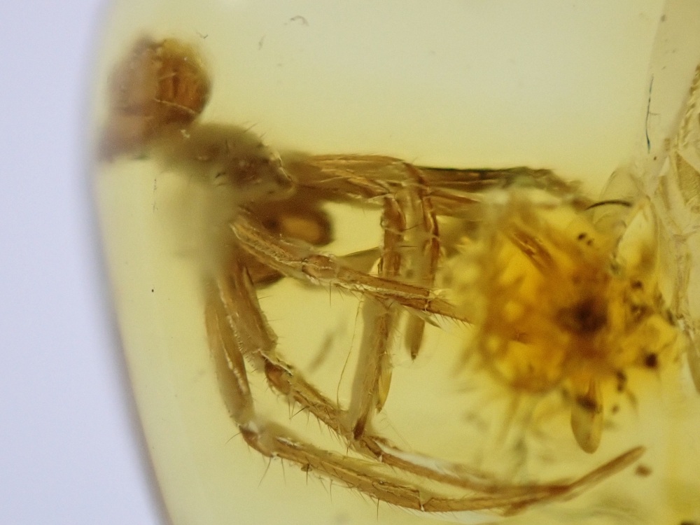 Baltic Amber with Spider Inclusion