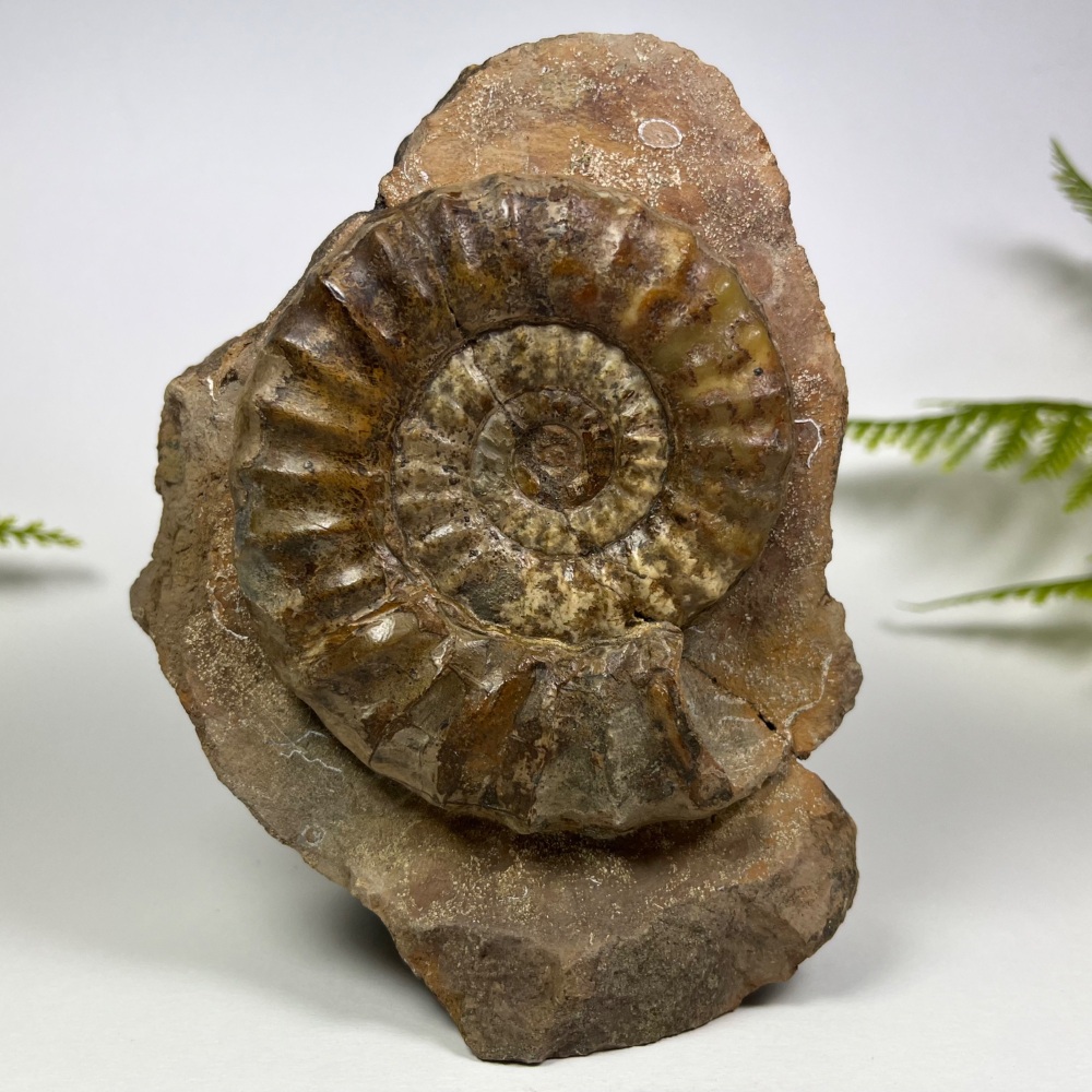 Ammonite (Asteroceras) - North Lincolnshire, UK