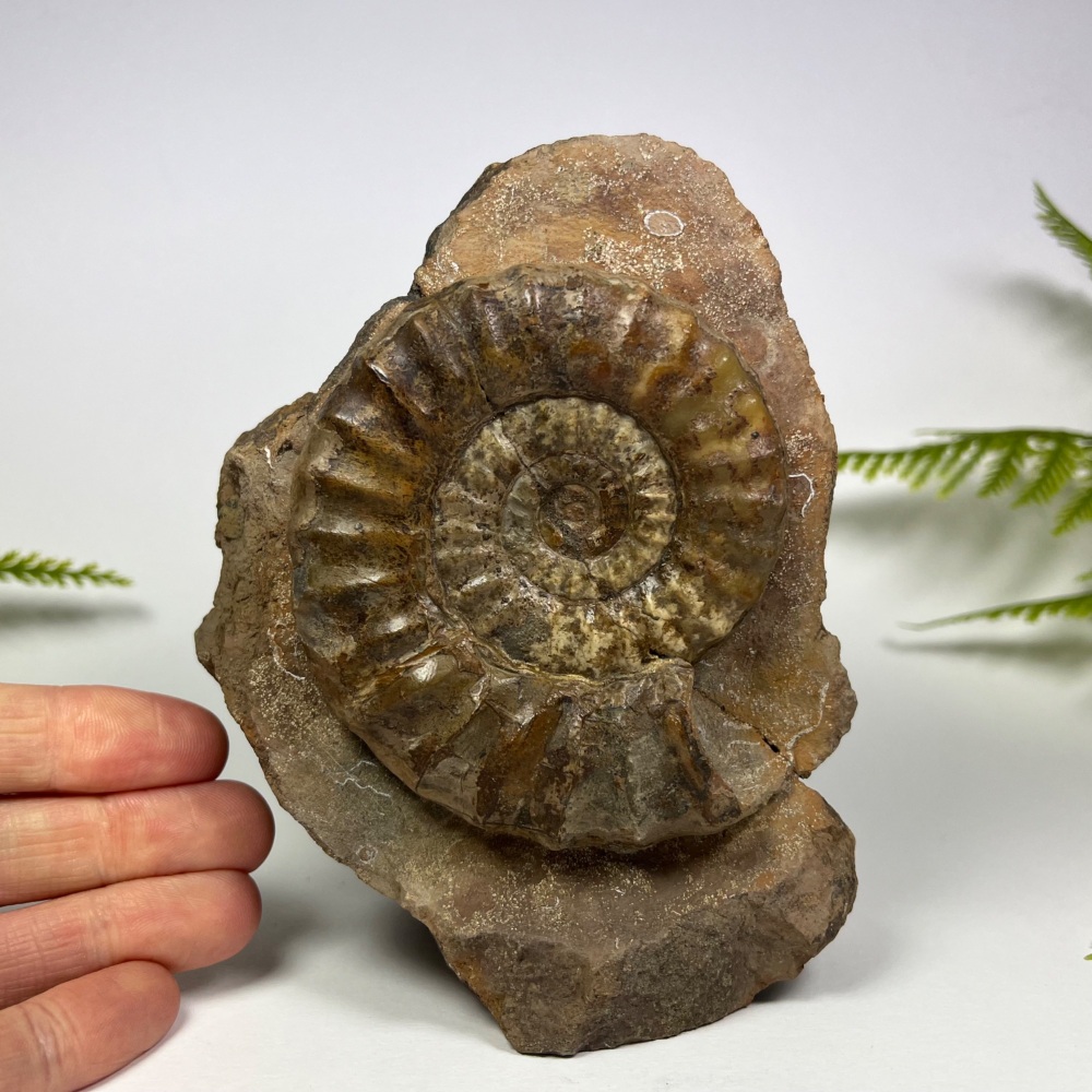 Ammonite (Asteroceras) - North Lincolnshire, UK