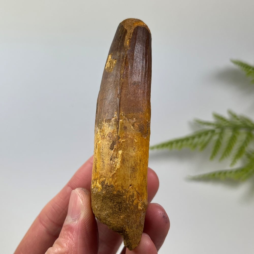 Spinosaurus Tooth