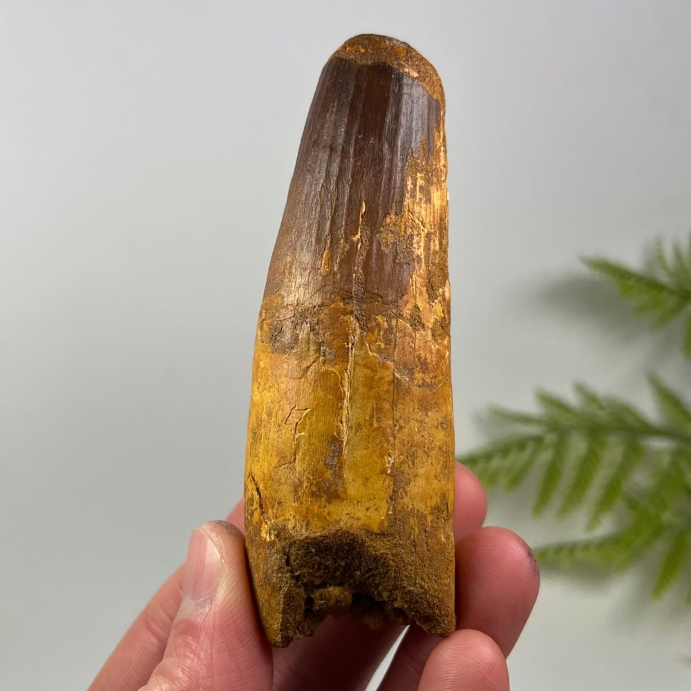 Spinosaurus Tooth