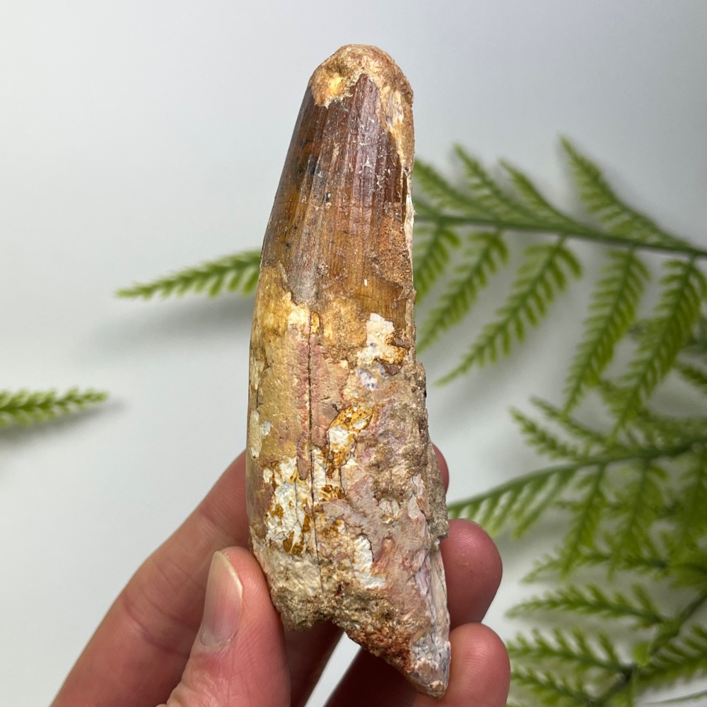 Spinosaurus Tooth