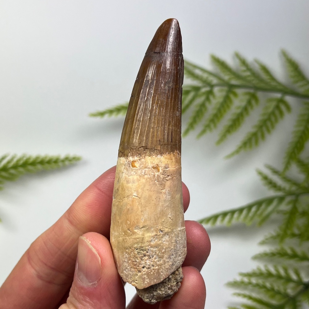 Spinosaurus Tooth