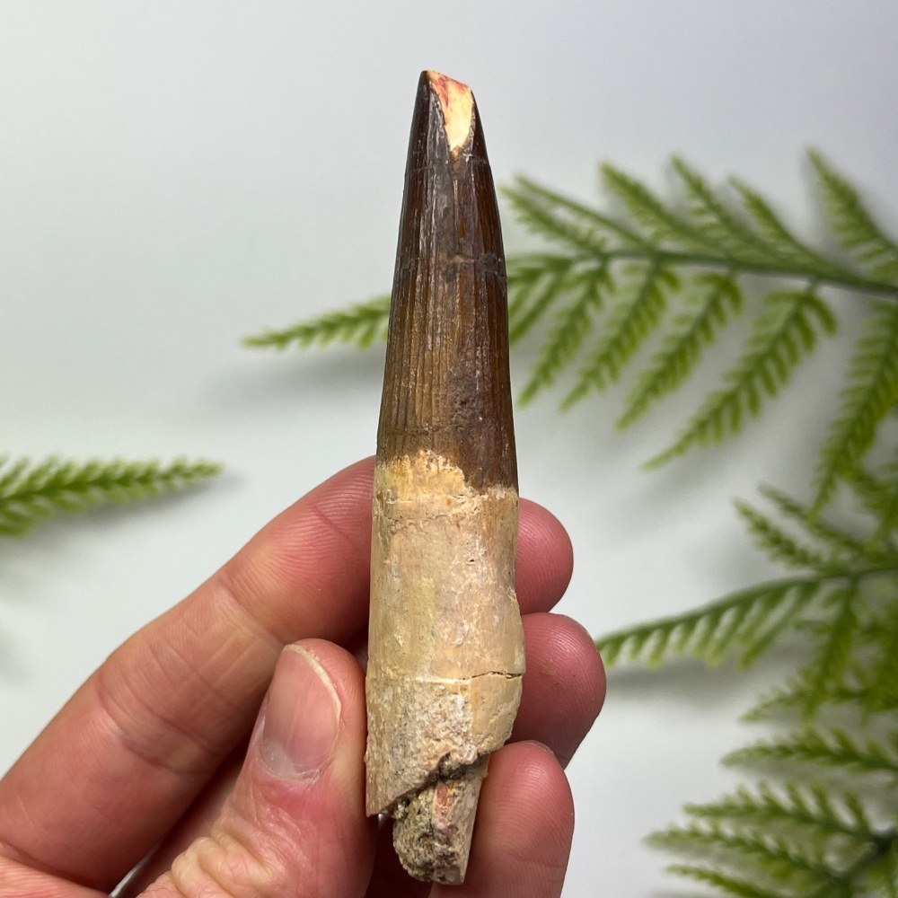 Spinosaurus Tooth