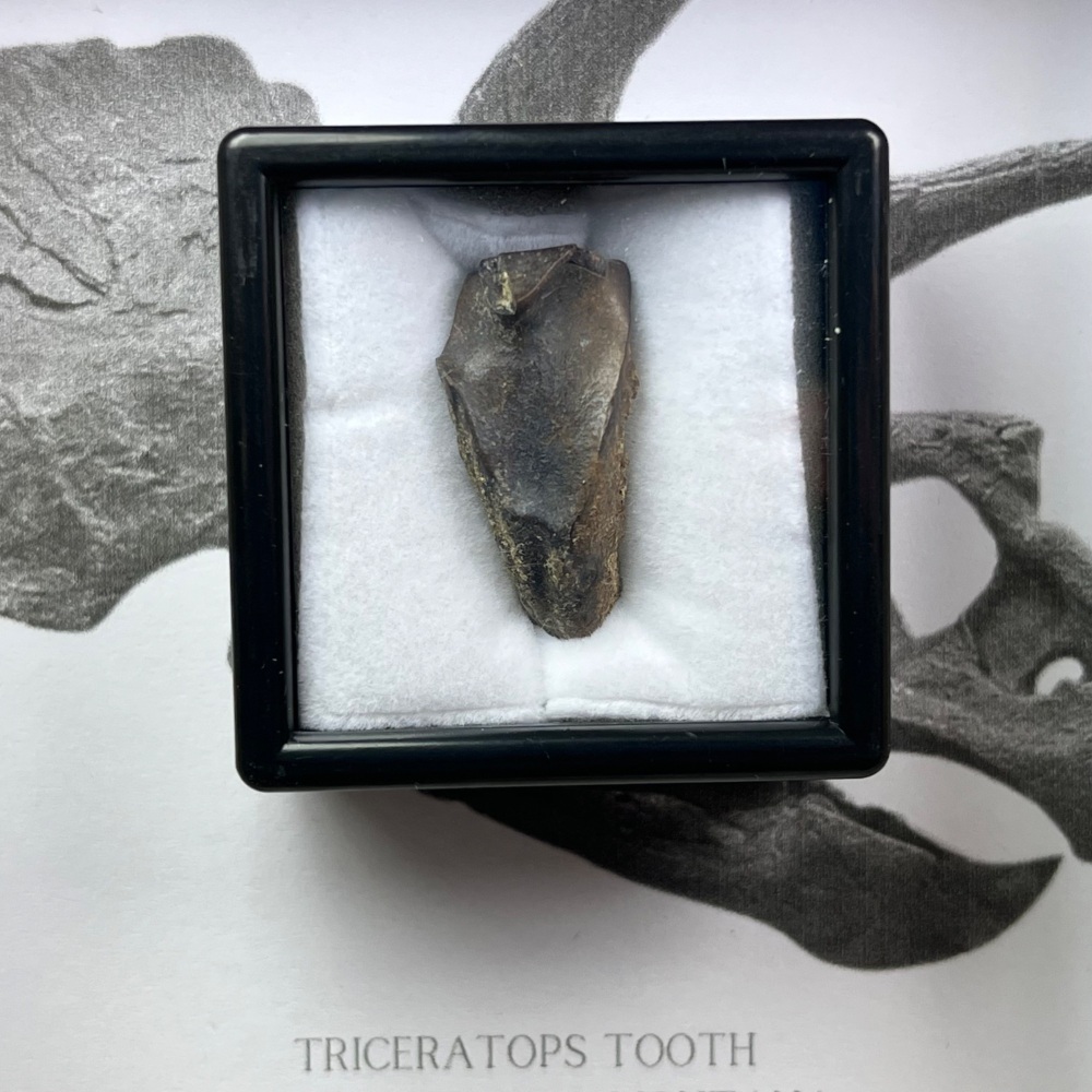 Triceratops Tooth
