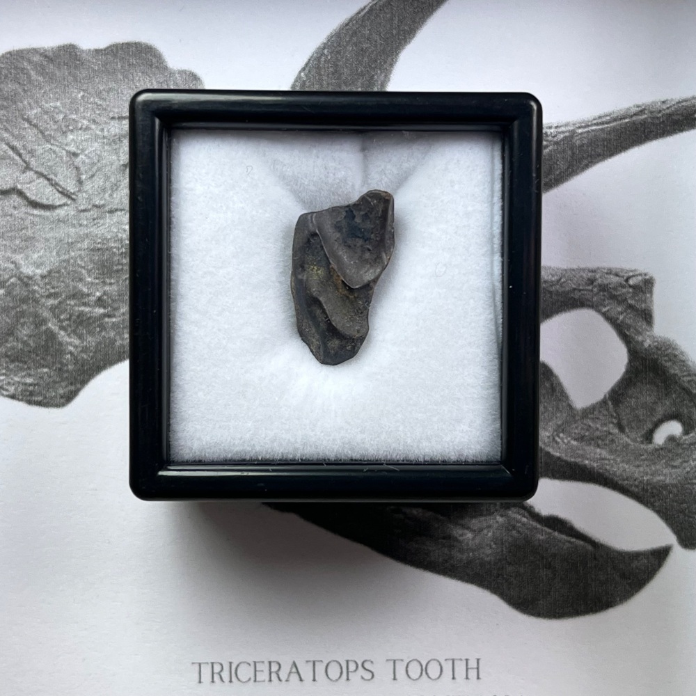 Triceratops Tooth