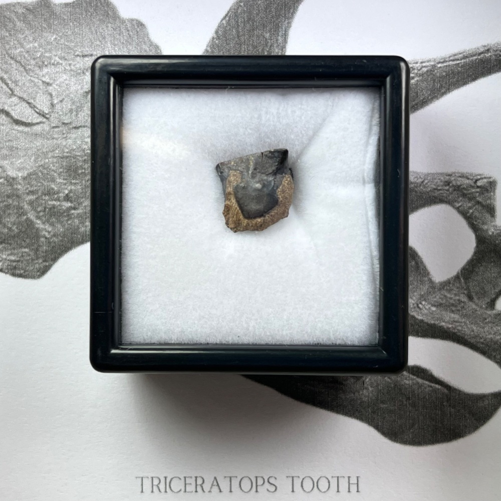 Triceratops Tooth