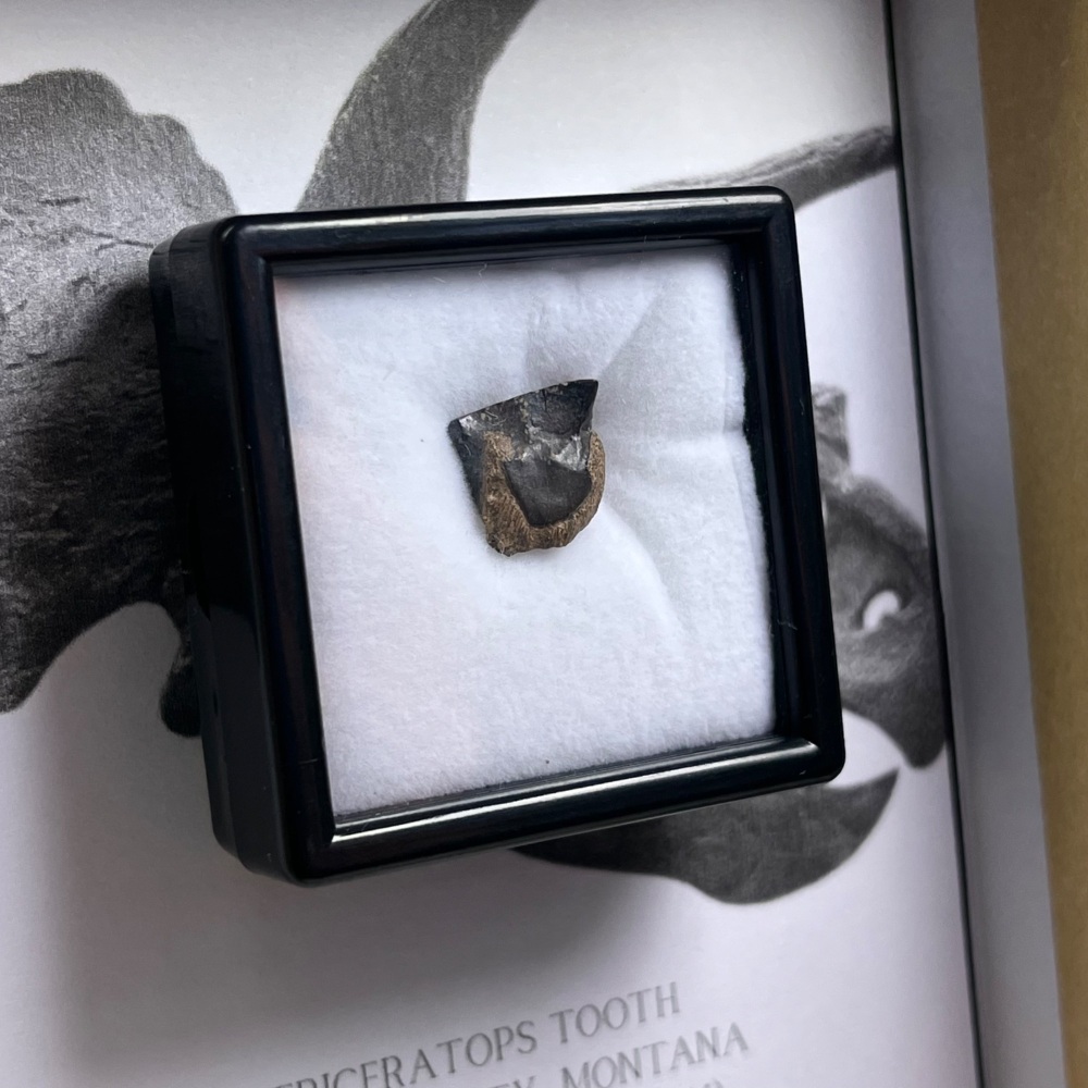 Triceratops Tooth