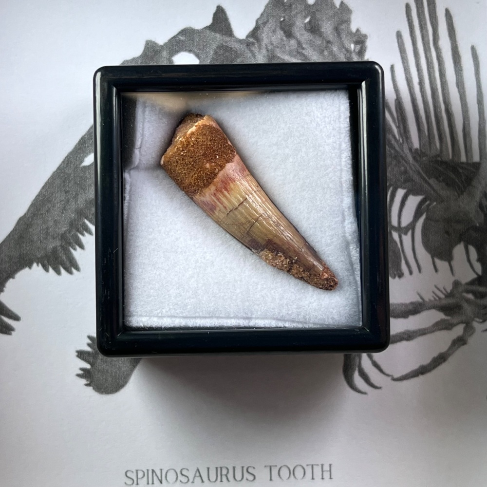 Spinosaurus Tooth