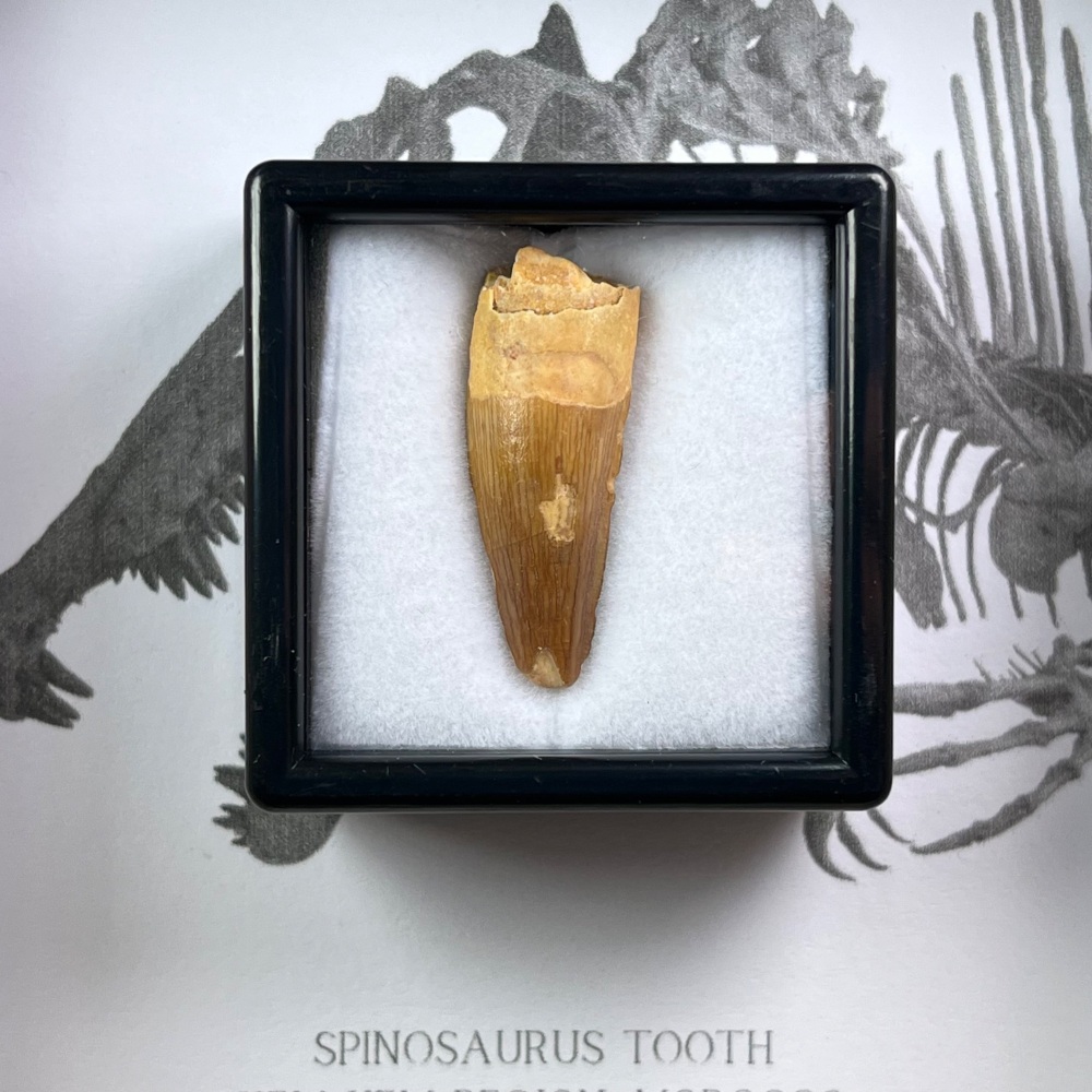 Spinosaurus Tooth