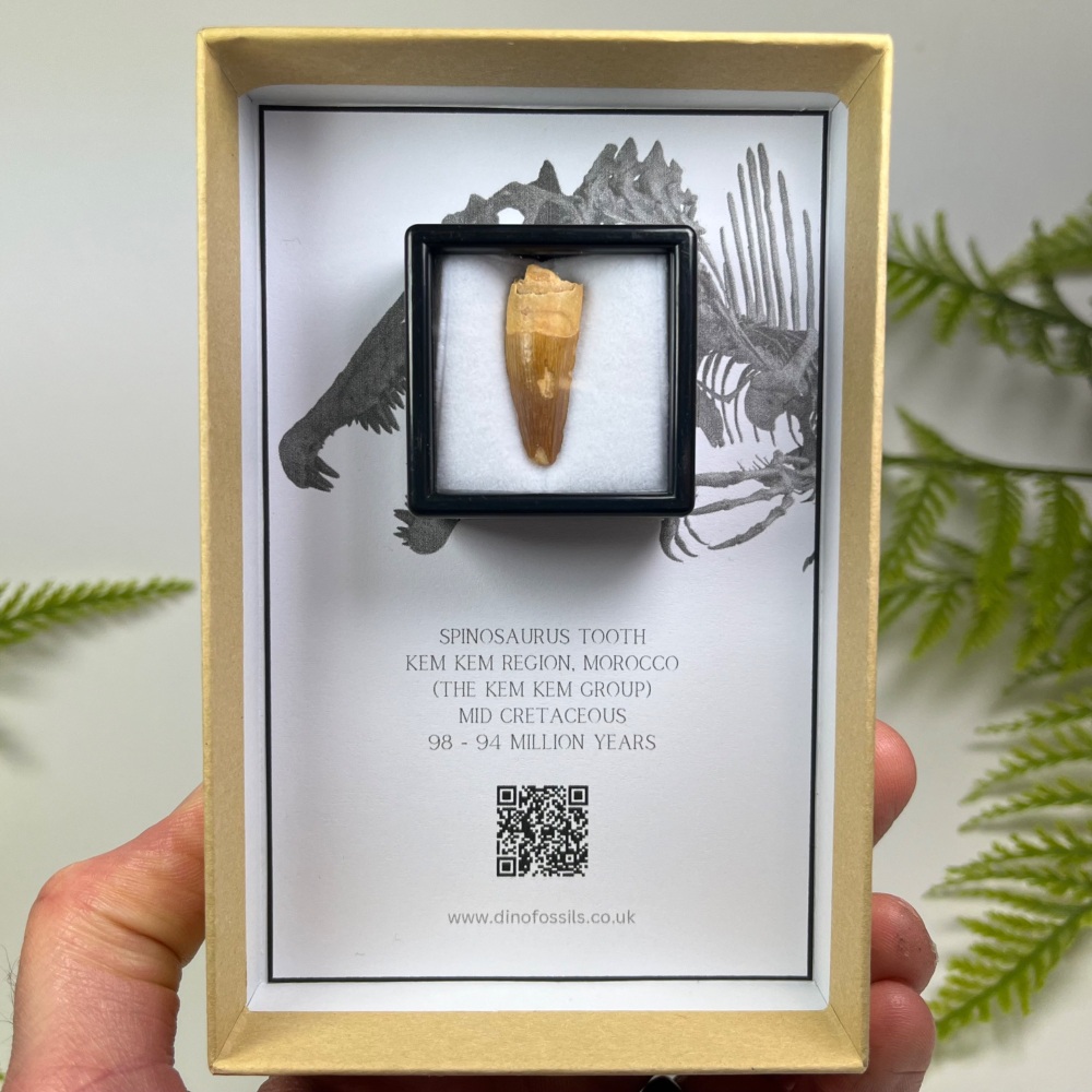 Spinosaurus Tooth