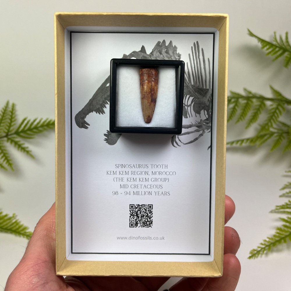 Spinosaurus Tooth