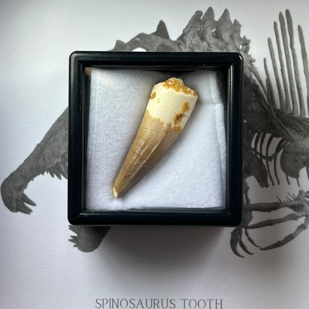 Spinosaurus Tooth