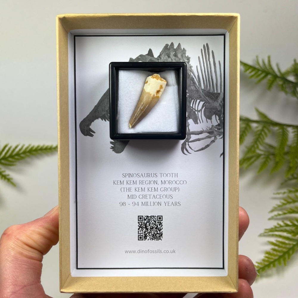 Spinosaurus Tooth