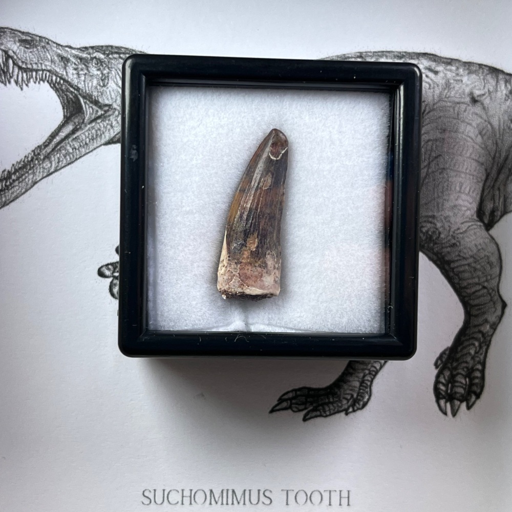 Suchomimus Tooth