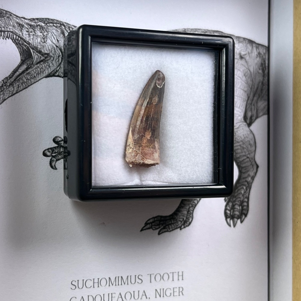 Suchomimus Tooth